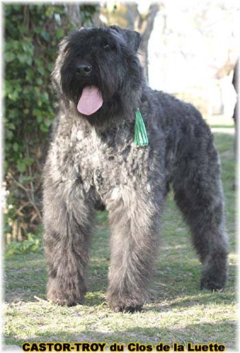 bouvier des flandres du clos de la luette - copyright déposé